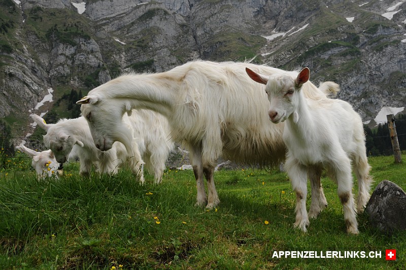 Appen­zeller Ziegen im Alpstein