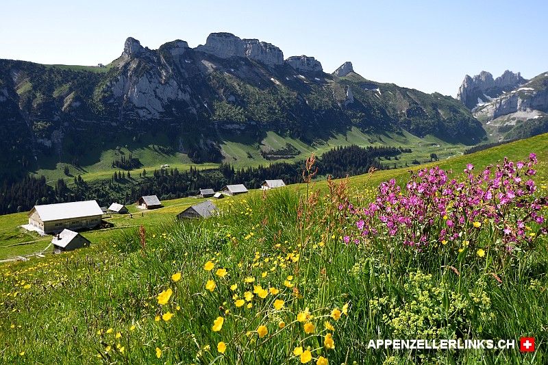 Alpenflora auf der Alp Sigel im Alpstein