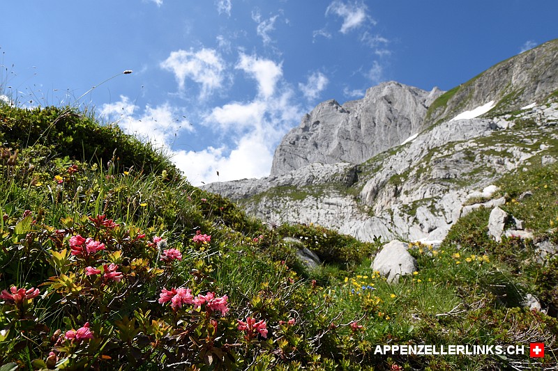 Alpenrosen bei Chnolle unterhalb des Altmanns