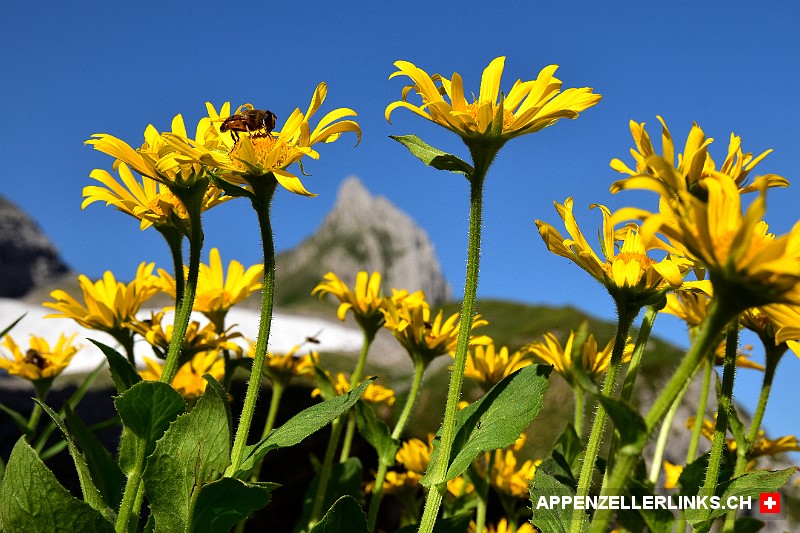 Bergblumen mit dem Oehrli im Hintergrund Berg­blu­men mit dem Öhr­li im Hin­ter­grund