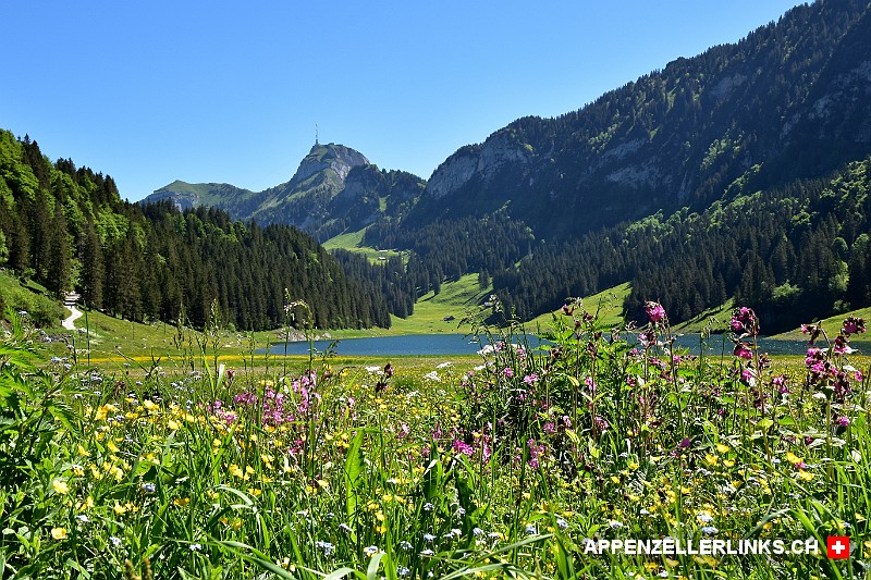 Bluehende Sommer-Blumen-Wiesen auf der Alp Saemtis
