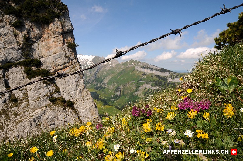 Blumen unter den Stacheldraht-Zaeunen der Alp Sigel
