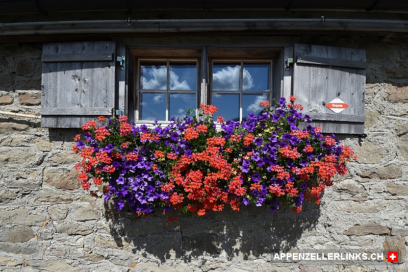 Blumen vor dem Fenster einer Alphuette beim Stockberg Blu­men vor dem Fens­ter ei­ner Alp­hüt­te beim Stock­berg