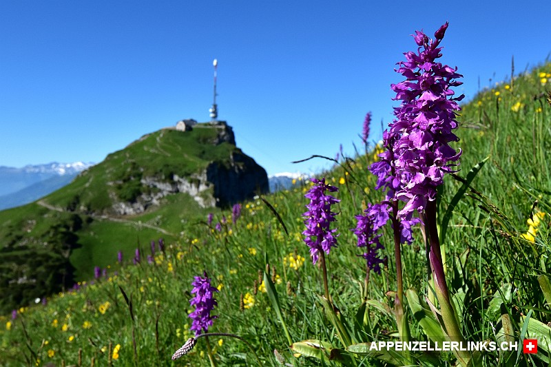 Blumenwiese auf dem Kamor im Alpstein