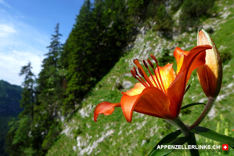 Feuer-Lilie beim Jaegersteig im Alpstein