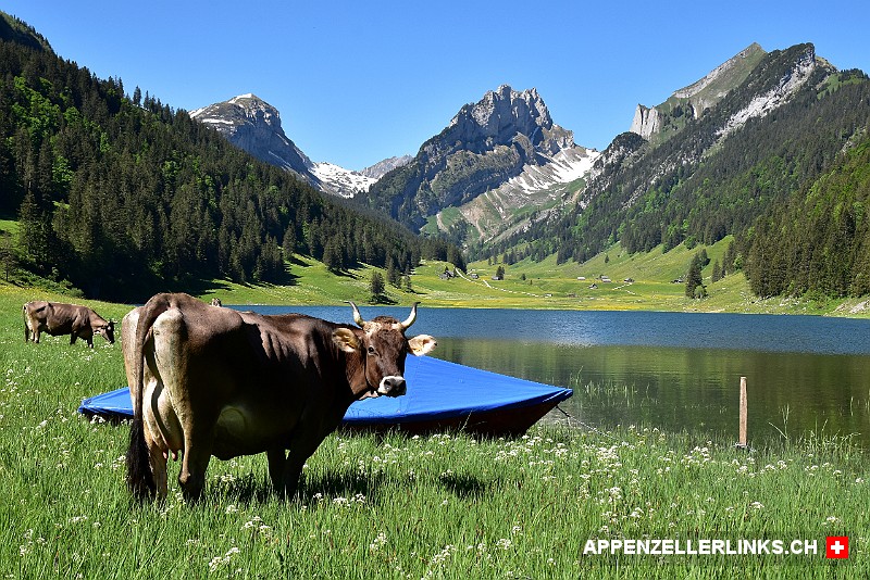 Kü­he am Ufer des Säm­ti­ser Berg­sees im Alp­stein