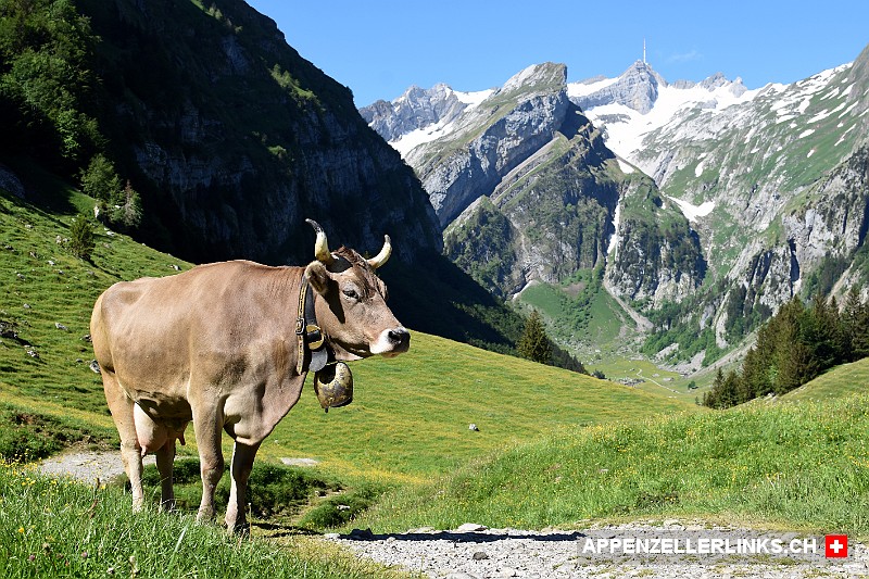 Kuh am Wan­der­weg hin­ab zum See­alp­see im Alpstein