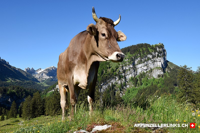 Kuh auf der Alp Steig mit der Alp Sigel im Hintergrund