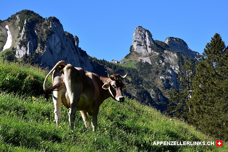 Kuh mit der Stauberen-Kanzel im Hintergrund