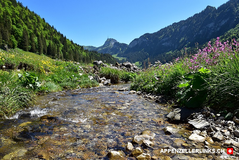 Rauschender Bach auf der Alp Saemtis im Alpstein