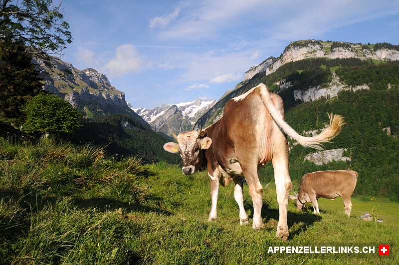 Rinder auf der Alp Hinter Sonk