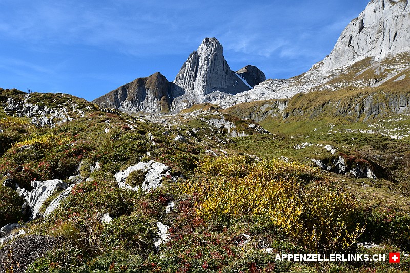 Schoene Heidevegetation auf Haederen im Alpstein