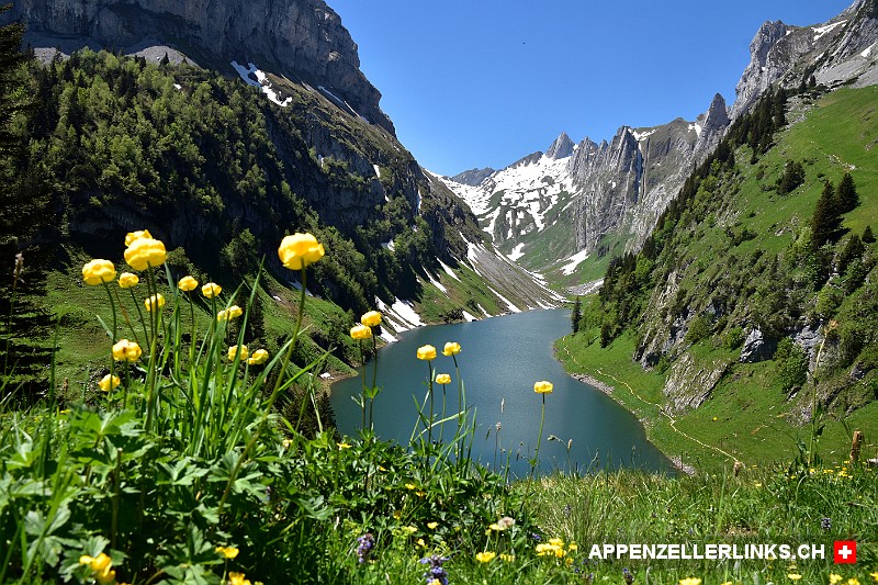 Troll­blu­men vor dem Fäh­len­see im Alp­stein