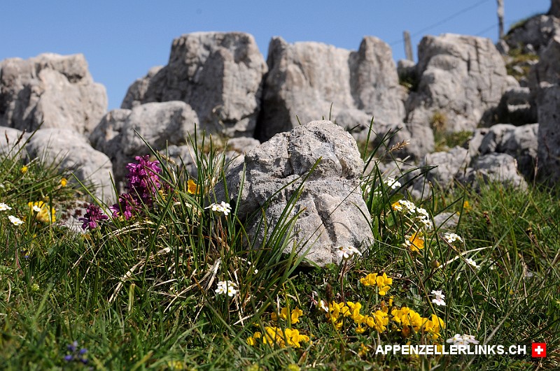 Viele Blumen spriessen um die Felsen der Alp Sigel