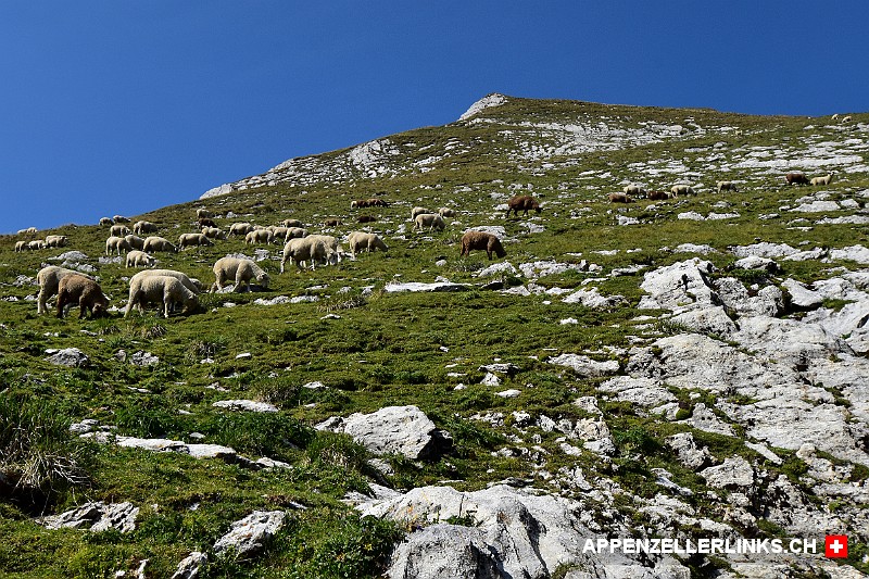 Weidende Schafe im Aufstieg zum Wildhauser Schafberg