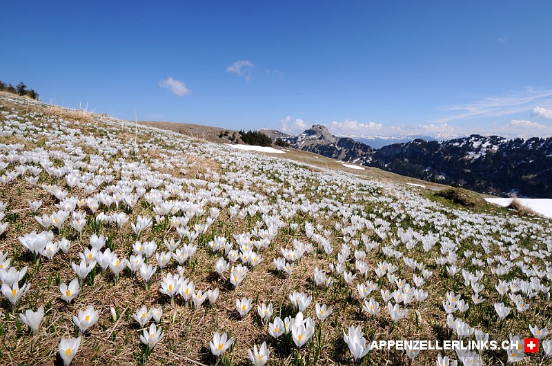 Weisser Blumenteppich aus Krokussen auf der Alp Sigel