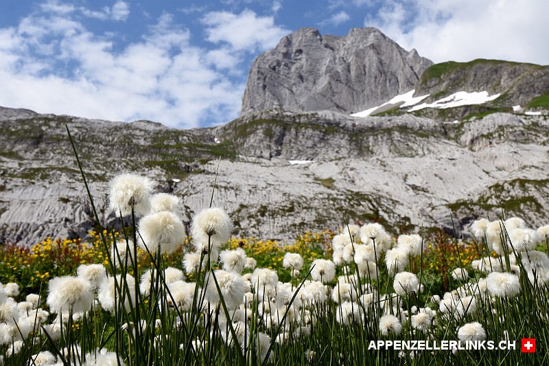 Wollgraeser auf der Chreialp im Alpstein