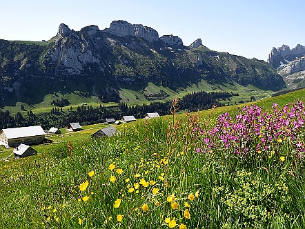 Alpen&shy;flora auf der Alp Sigel im Alp&shy;stein   Bilder- & Fotogalerie Alpstein-Wandern : Fotos von Wande&shy;rungen im Alp&shy;stein&shy;ge&shy;biet - Der Alp&shy;stein ist mit sei&shy;nen Berg&shy;seen, den sie&shy;ben Seil&shy;bah&shy;nen und dem dich&shy;ten Netz an Wan&shy;der&shy;we&shy;gen ein sehr be&shy;lieb&shy;tes Wan&shy;der&shy;ge&shy;biet. Vie&shy;le Berg&shy;gast&shy;hÃ¤u&shy;ser la&shy;den den Wan&shy;de&shy;rer zu&shy;dem zur er&shy;hol&shy;sa&shy;men Ein&shy;kehr ein. Bild&shy;titel: Alpen&shy;flora auf der Alp Sigel im Alp&shy;stein.  Bil&shy;der & Fo&shy;tos aus Ap&shy;pen&shy;zell, Alp&shy;stein und Ap&shy;pen&shy;zel&shy;ler&shy;land . Copy&shy;right:  Â©&nbspFREDY ZIRN ðŸ‡¨ðŸ‡­ APPEN&shy;ZELLER&shy;LINKS.CH : Alpstein, Alpsteingebiet, Appenzell, Appenzellerland, Bilder, Fotos, Wandern, Wanderung, Wanderweg