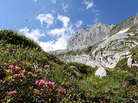 Alpenrosen bei Chnolle unterhalb des Altmanns.JPG
