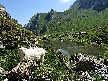 Alpsee auf Oberchellen im Alpstein.JPG