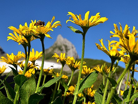 Bergblumen mit dem Oehrli im Hintergrund.JPG