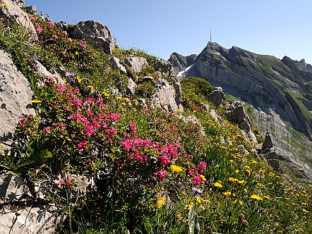 Blumenparadies auf den Silberplatten im Alpstein.JPG