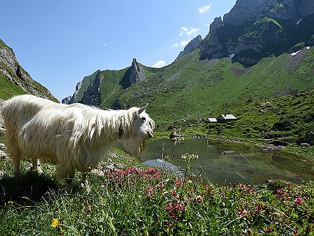 Geiss&shy;bock beim See auf der Alp Ober&shy;chel&shy;len   Bilder- & Fotogalerie Alpstein Wanderungen | Touren : Wan&shy;der-Fotos aus dem Alp&shy;stein. Der Alp&shy;stein bie&shy;tet vie&shy;le schÃ¶&shy;ne Wan&shy;de&shy;run&shy;gen. HÃ¶chs&shy;ter Berg ist der SÃ¤n&shy;tis. Wei&shy;te&shy;re Berg&shy;gipfel sind SchÃ¤f&shy;ler, Ho&shy;her Kas&shy;ten und Alt&shy;mann. Be&shy;kan&shy;nte Berg&shy;seen sind See&shy;alp&shy;see, SÃ¤m&shy;ti&shy;ser&shy;see und FÃ¤&shy;len&shy;see. Zudem laden Berg&shy;gast&shy;hÃ¤u&shy;ser wie Ae&shy;scher, Eben&shy;alp und Meg&shy;lisa&shy;lp zur Rast ein. Bild&shy;titel: Geiss&shy;bock beim See auf der Alp Ober&shy;chel&shy;len.  Bil&shy;der & Fo&shy;tos aus Ap&shy;pen&shy;zell, Alp&shy;stein und Ap&shy;pen&shy;zel&shy;ler&shy;land . Copy&shy;right:  Â©&nbspFREDY ZIRN ðŸ‡¨ðŸ‡­ APPEN&shy;ZELLER&shy;LINKS.CH : Alpstein, Alpsteingebiet, Appenzell, Appenzellerland, Bilder, Fotos, Wandern, Wanderung, Wanderweg, Bergwanderung