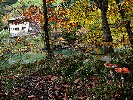 Herbst&shy;li&shy;che MÃ¤r&shy;chen&shy;wald-Stim&shy;mung beim See&shy;alp&shy;see   Bilder- & Fotogalerie Bergwandern im Alpstein : Fotos von Wande&shy;rungen im Alp&shy;stein&shy;ge&shy;biet - Der Alp&shy;stein ist mit sei&shy;nen Berg&shy;seen, den sie&shy;ben Seil&shy;bah&shy;nen und dem dich&shy;ten Netz an Wan&shy;der&shy;we&shy;gen ein sehr be&shy;lieb&shy;tes Wan&shy;der&shy;ge&shy;biet. Vie&shy;le Berg&shy;gast&shy;hÃ¤u&shy;ser im Alp&shy;stein la&shy;den den Wan&shy;de&shy;rer zu&shy;dem zur er&shy;hol&shy;sa&shy;men Ein&shy;kehr ein. Bild&shy;titel: Herbst&shy;li&shy;che MÃ¤r&shy;chen&shy;wald-Stim&shy;mung beim See&shy;alp&shy;see.  Bil&shy;der & Fo&shy;tos aus Ap&shy;pen&shy;zell, Alp&shy;stein und Ap&shy;pen&shy;zel&shy;ler&shy;land . Copy&shy;right:  Â©&nbspFREDY ZIRN ðŸ‡¨ðŸ‡­ APPEN&shy;ZELLER&shy;LINKS.CH : Alpstein, Alpsteingebiet, Appenzell, Appenzellerland, Bilder, Fotos, Wandern, Wanderung, Wanderweg