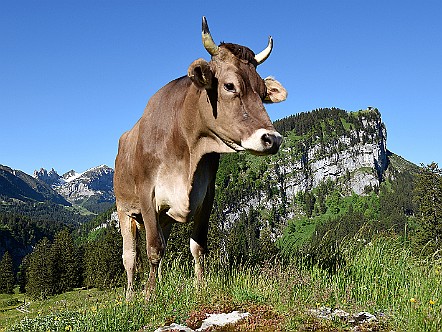 Kuh auf der Alp Steig mit der Alp Sigel im Hintergrund.JPG