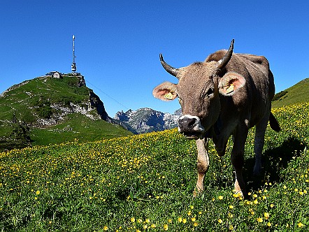 Kuh mit Hoernern vor dem Hohen Kasten.JPG