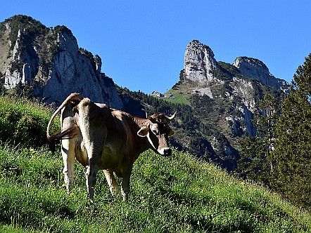 Kuh mit der Stauberen-Kanzel im Hintergrund.JPG