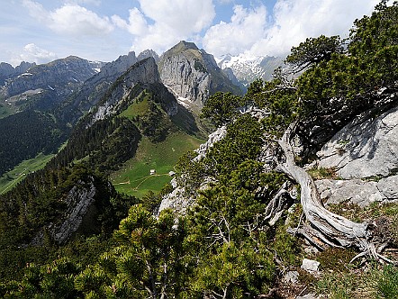 Leg&shy;fÃ¶h&shy;ren beim SÃ¼d-Grat der Alp Sigel   Bilder- & Fotogalerie Bergwandern im Alpstein : Fotos von Wande&shy;rungen im Alp&shy;stein&shy;ge&shy;biet - Der Alp&shy;stein ist mit sei&shy;nen Berg&shy;seen, den sie&shy;ben Seil&shy;bah&shy;nen und dem dich&shy;ten Netz an Wan&shy;der&shy;we&shy;gen ein sehr be&shy;lieb&shy;tes Wan&shy;der&shy;ge&shy;biet. Vie&shy;le Berg&shy;gast&shy;hÃ¤u&shy;ser im Alp&shy;stein la&shy;den den Wan&shy;de&shy;rer zu&shy;dem zur er&shy;hol&shy;sa&shy;men Ein&shy;kehr ein. Bild&shy;titel: Leg&shy;fÃ¶h&shy;ren beim SÃ¼d-Grat der Alp Sigel.  Bil&shy;der & Fo&shy;tos aus Ap&shy;pen&shy;zell, Alp&shy;stein und Ap&shy;pen&shy;zel&shy;ler&shy;land . Copy&shy;right:  Â©&nbspFREDY ZIRN ðŸ‡¨ðŸ‡­ APPEN&shy;ZELLER&shy;LINKS.CH : Alp Sigel, Alpstein, Wandern, Wanderung, Bogartenfirst