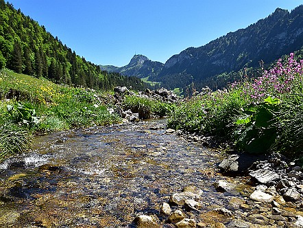 Rauschender Bach auf der Alp Saemtis im Alpstein.JPG