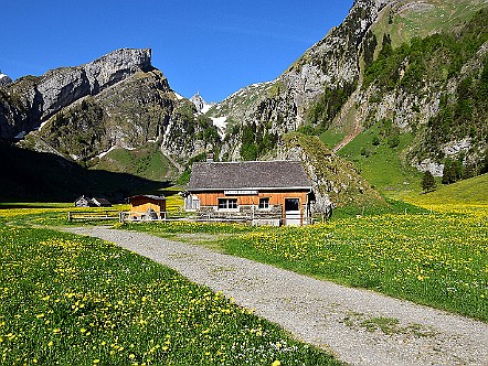 Seealpkaeserei bei Spitzigstein in den bluehenden Alpwiesen.JPG