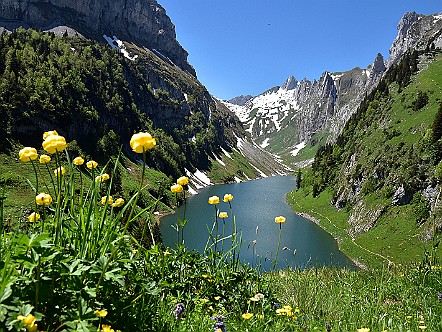 Trollblumen vor dem Faehlensee im Alpstein.JPG