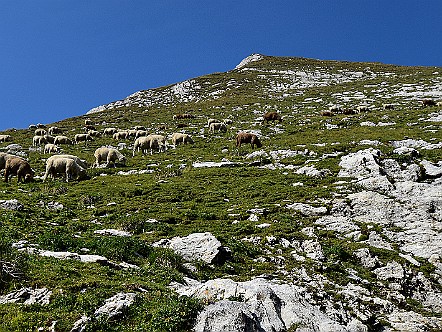 Weidende Schafe im Aufstieg zum Wildhauser Schafberg.JPG