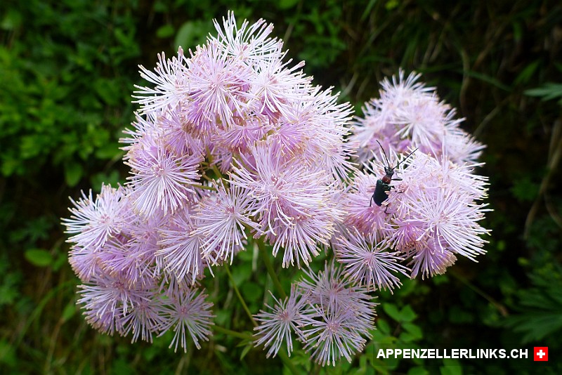 Akeleiblaettrige Wiesenraute (Thalictrum aquilegiifolium)
