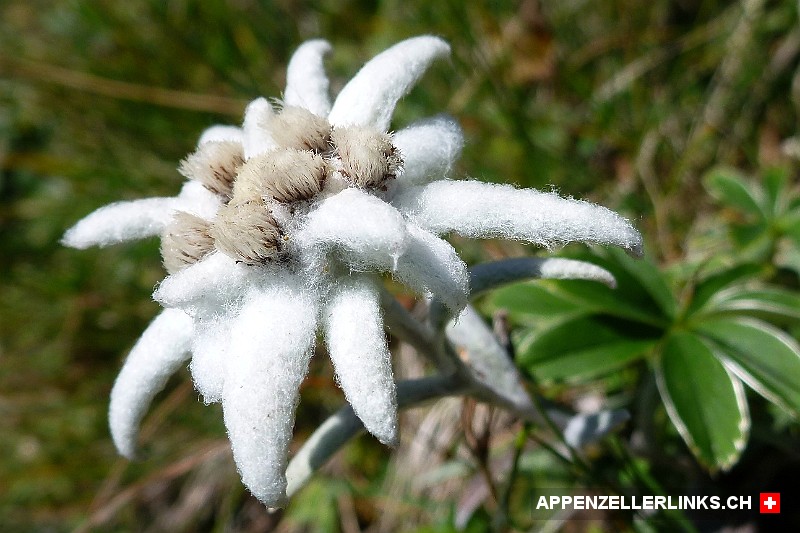 Alpen-Edelweiss (Leontopodium nivale)