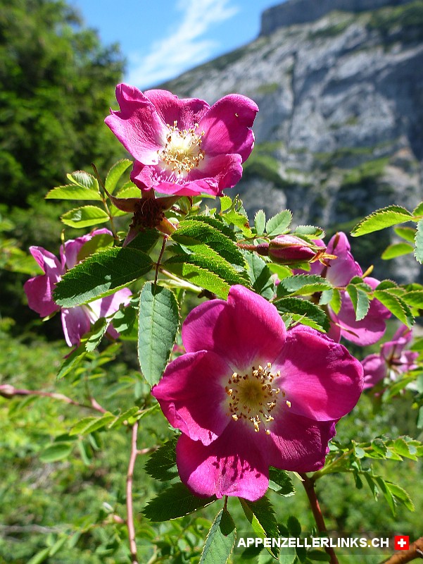 Alpen-Hagrose (Rosa pendulina)