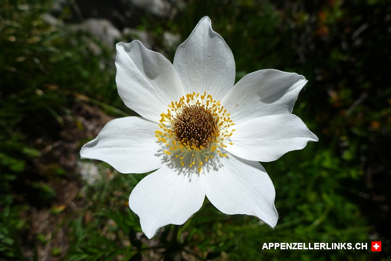 Alpen-Kuhschelle (Pulsatilla alpina)