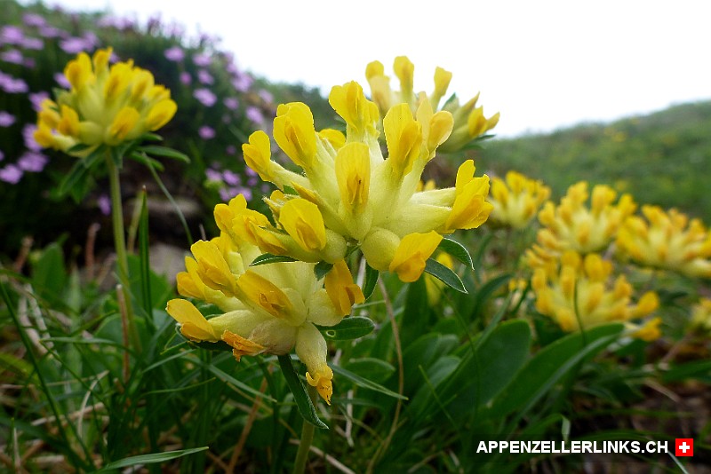 Alpen-Wundklee (Anthyllis vulneraria ssp alpestris)