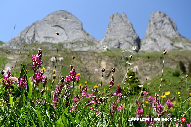 Alpenflora unterhalb der Dreifaltigkeit im Alpstein