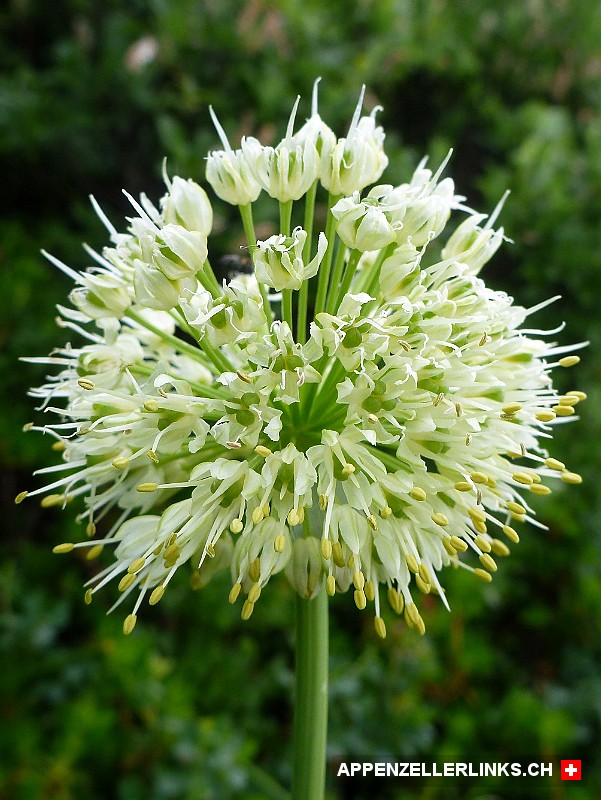 Bergknoblauch (Allium victorialis)
