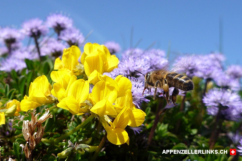 Bienen-Flugwetter rund um die Blumen der Alp Sigel