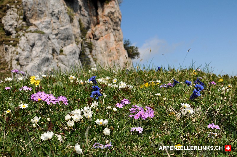 Bunte Blumenpracht auf der Alp Sigel