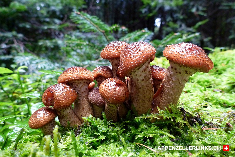 Huebsche Pilze im Appenzellerland