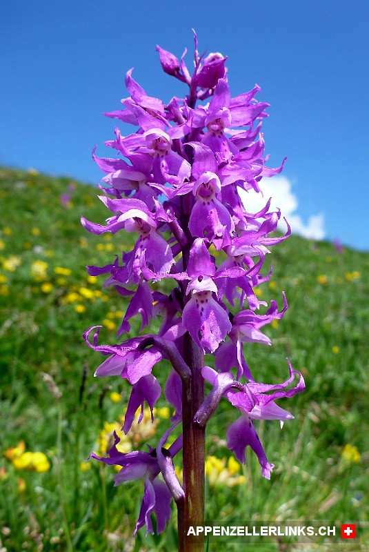 Knabenkraut-Orchidee auf der Ebenalp im Alpstein