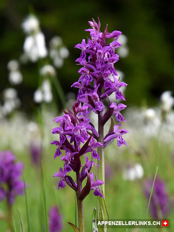 Knabenkraut-Orchideen in Naturwiese