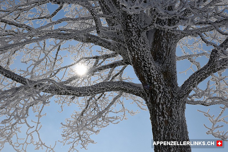 Mit Schnee verzuckerter Baum im Appenzellerland
