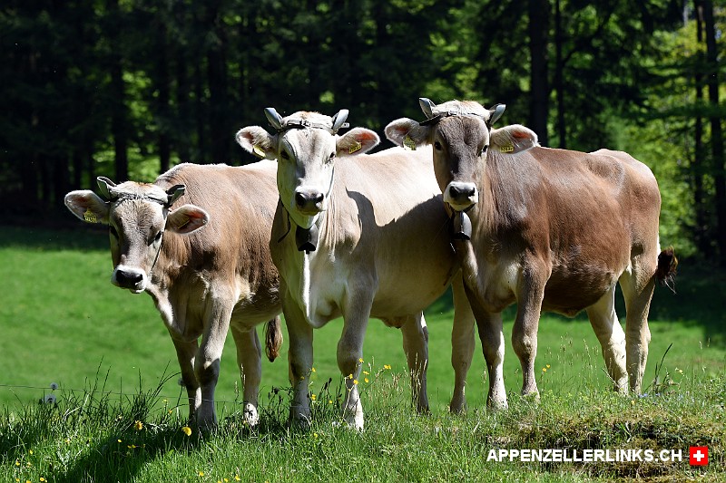 Neugierige Rinder im Appenzellerland
